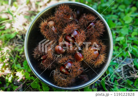 収穫仕立ての栗 119122828