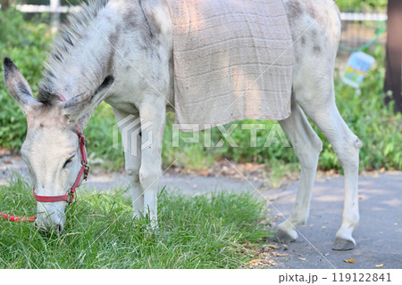 ロバ　羽村市動物公園（ヒノトントンZOO ） 119122841