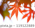 紅葉 119122889