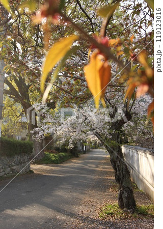 『桜』山口県岩国 サクラ #日本観光 錦帯橋 Kintai Bridge 『桜』山口県岩国 サクラ #日本観光 錦帯橋 Kintai Bridge 119123016