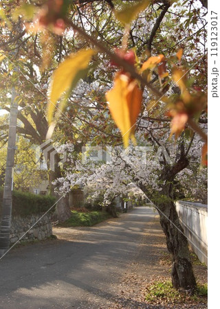 『桜』山口県岩国 サクラ #日本観光　錦帯橋　Kintai Bridge 　 119123017