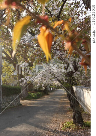 『桜』山口県岩国 サクラ #日本観光 錦帯橋 Kintai Bridge 『桜』山口県岩国 サクラ #日本観光 錦帯橋 Kintai Bridge 119123019