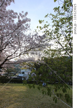 『桜』山口県岩国 サクラ #日本観光 錦帯橋 Kintai Bridge 『桜』山口県岩国 サクラ #日本観光 錦帯橋 Kintai Bridge 119123025