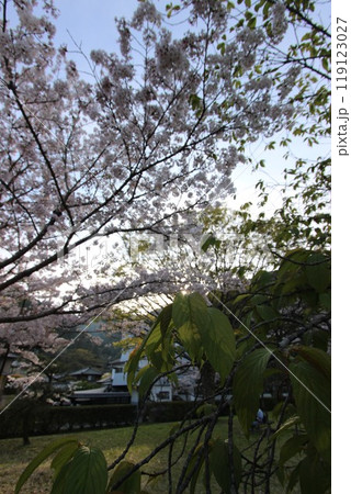 『桜』山口県岩国 サクラ #日本観光 錦帯橋 Kintai Bridge 『桜』山口県岩国 サクラ #日本観光 錦帯橋 Kintai Bridge 119123027