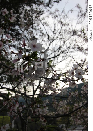 『桜』山口県岩国 サクラ #日本観光 錦帯橋 Kintai Bridge 『桜』山口県岩国 サクラ #日本観光 錦帯橋 Kintai Bridge 119123042