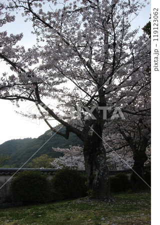 『桜』山口県岩国 サクラ #日本観光 錦帯橋 Kintai Bridge 『桜』山口県岩国 サクラ #日本観光 錦帯橋 Kintai Bridge 119123062