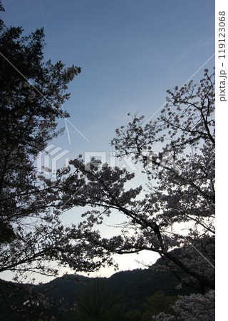 『桜』山口県岩国 サクラ #日本観光　錦帯橋　Kintai Bridge 　 119123068