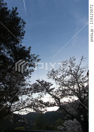 『桜』山口県岩国 サクラ #日本観光 錦帯橋 Kintai Bridge 『桜』山口県岩国 サクラ #日本観光 錦帯橋 Kintai Bridge 119123072