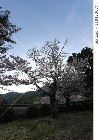 『桜』山口県岩国 サクラ #日本観光 錦帯橋 Kintai Bridge 『桜』山口県岩国 サクラ #日本観光 錦帯橋 Kintai Bridge 119123077