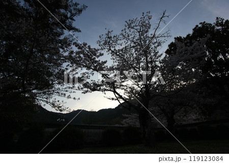 『桜』山口県岩国 サクラ #日本観光 錦帯橋 Kintai Bridge 『桜』山口県岩国 サクラ #日本観光 錦帯橋 Kintai Bridge 119123084