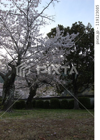 『桜』山口県岩国 サクラ #日本観光 錦帯橋 Kintai Bridge 『桜』山口県岩国 サクラ #日本観光 錦帯橋 Kintai Bridge 119123085