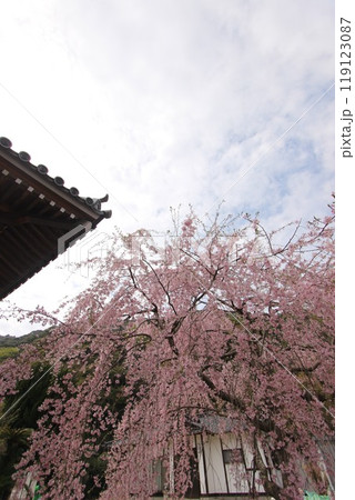 『桜』山口県岩国 サクラ #日本観光 錦帯橋 Kintai Bridge 『桜』山口県岩国 サクラ #日本観光 錦帯橋 Kintai Bridge 119123087