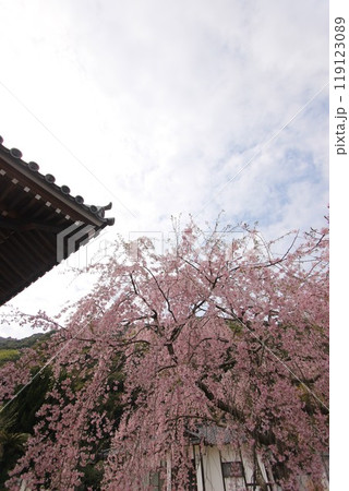 『桜』山口県岩国 サクラ #日本観光 錦帯橋 Kintai Bridge 『桜』山口県岩国 サクラ #日本観光 錦帯橋 Kintai Bridge 119123089