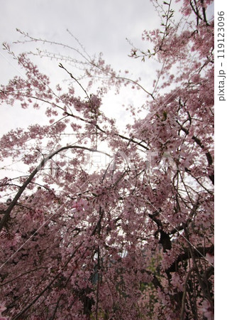 『桜』山口県岩国 サクラ #日本観光 錦帯橋 Kintai Bridge 『桜』山口県岩国 サクラ #日本観光 錦帯橋 Kintai Bridge 119123096