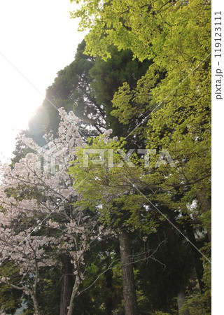 『桜』山口県岩国 サクラ #日本観光 錦帯橋 Kintai Bridge 『桜』山口県岩国 サクラ #日本観光 錦帯橋 Kintai Bridge 119123111