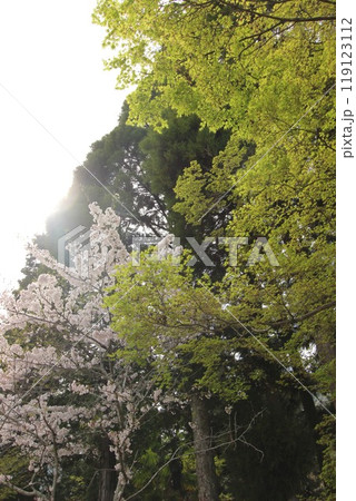 『桜』山口県岩国 サクラ #日本観光　錦帯橋　Kintai Bridge 　 119123112