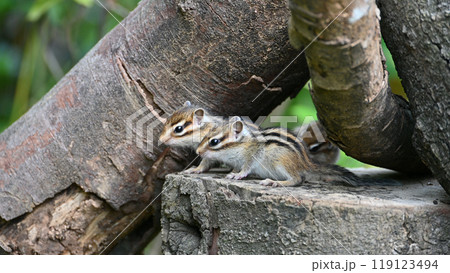 可愛いシマリスの赤ちゃんたち 埼玉県さいたま市(市民の森・りすの家) 可愛いシマリスの赤ちゃんたち 埼玉県さいたま市(市民の森・りすの家) 119123494