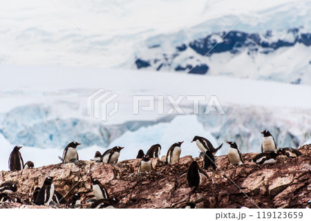 Gentoo Penguin colony on Cuverville island 119123659