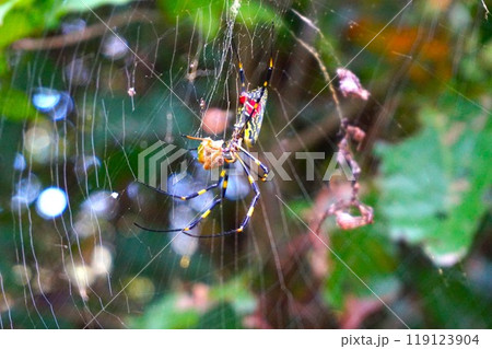 ジョロウグモ　女郎蜘蛛　上臈蜘蛛　クモ　捕食　宝登山　 119123904