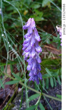 朝露に濡れるクサフジの花 朝露に濡れるクサフジの花 119124088