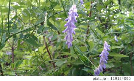 朝露に濡れるクサフジの花 朝露に濡れるクサフジの花 119124090