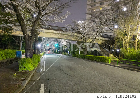 道路沿いの桜並木に咲く夜桜と信号機 道路沿いの桜並木に咲く夜桜と信号機 119124102