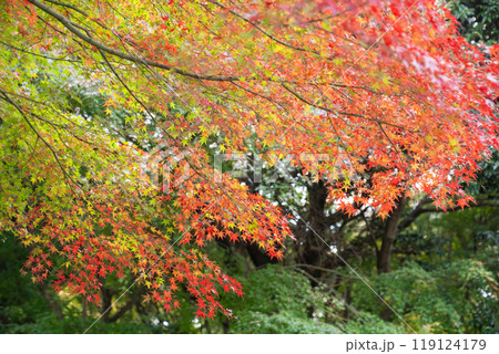 伊豆修善寺秋の紅葉 119124179