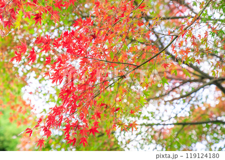 伊豆修善寺秋の紅葉 119124180