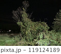 もののけ姫のシシ神様にそっくりな雑木 119124189