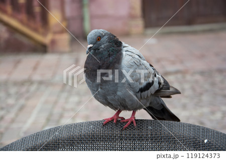 portrait of pigeon standing on wooden chair at the restaurant terrace 119124373
