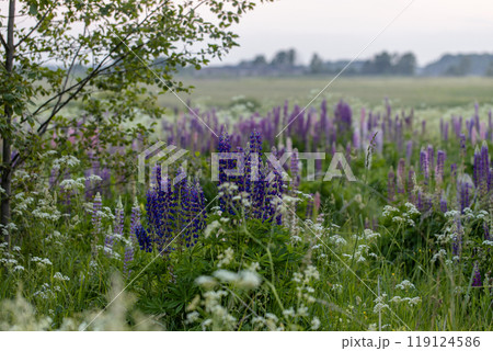 Lupine flowers in a foggy field during sunset in the Moscow region Lupine flowers in a foggy field during sunset in the Moscow region 119124586