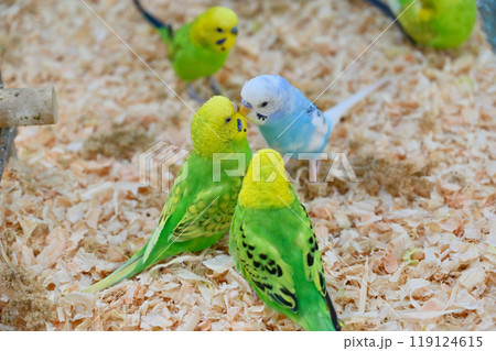 チュッ! 仲良しセキセイインコ チュッ! 仲良しセキセイインコ 119124615