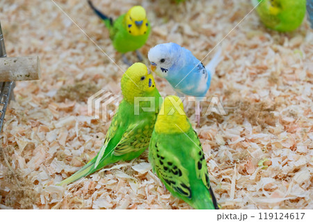 チュッ! 仲良しセキセイインコ チュッ! 仲良しセキセイインコ 119124617