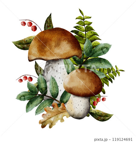 Watercolor composition of forest mushrooms with dry leaves, red rowan berries, forest plants. Hand drawn illustration isolated on white background Watercolor composition of forest mushrooms with dry leaves, red rowan berries, forest plants. Hand drawn illustration isolated on white background 119124691