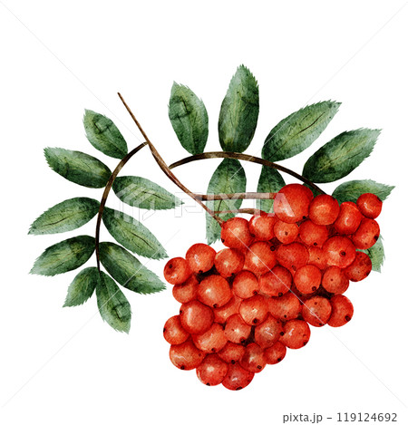 Rowan. Watercolor sprig and bunch of red rowan berries with green leaves on a white background isolated. Hand drawn in realistic style. For printing on fabrics, cards, invitations and various designs Rowan. Watercolor sprig and bunch of red rowan berries with green leaves on a white background isolated. Hand drawn in realistic style. For printing on fabrics, cards, invitations and various designs 119124692