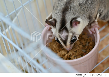 可愛いフクロモモンガ 可愛いフクロモモンガ 119125107