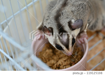 可愛いフクロモモンガ 119125108