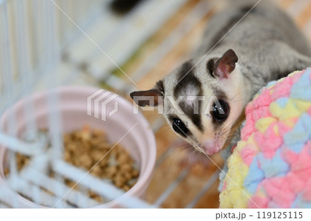 可愛いフクロモモンガ 119125115