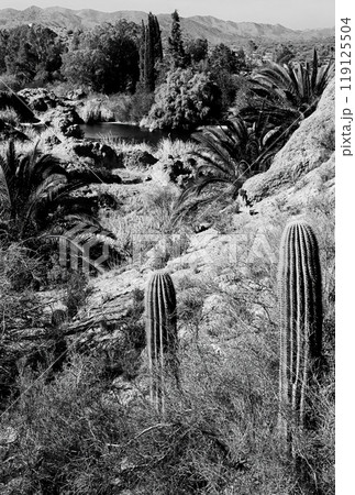 Film Image Sonora Desert Arizona Monochrome Film Image Sonora Desert Arizona Monochrome 119125504