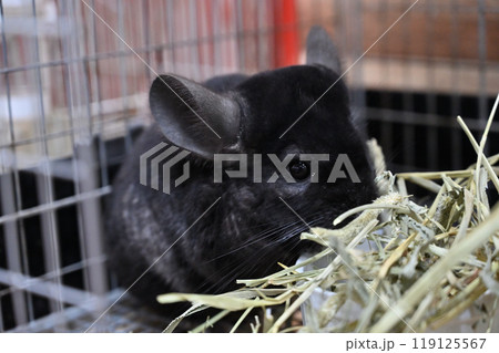 チンチラ 119125567