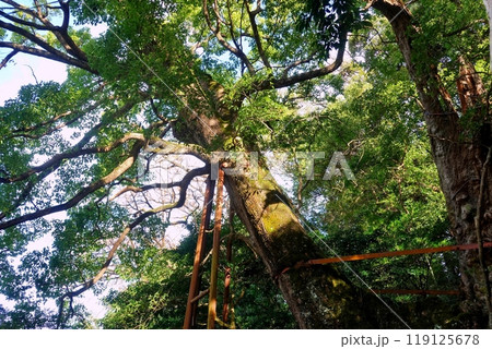 葛見神社の大樟 クスノキ 葛見神社の大樟 クスノキ 119125678