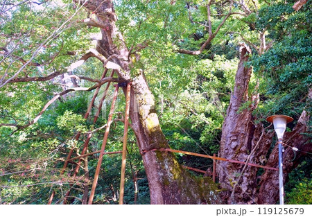 葛見神社の大樟 クスノキ 葛見神社の大樟 クスノキ 119125679