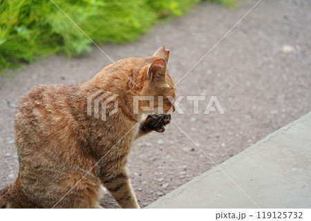 肉球を毛づくろい中の麦わら模様のさくら猫 肉球を毛づくろい中の麦わら模様のさくら猫 119125732