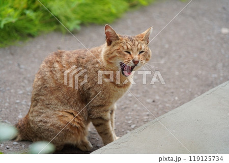 あくび中の麦わら模様のさくら猫 あくび中の麦わら模様のさくら猫 119125734