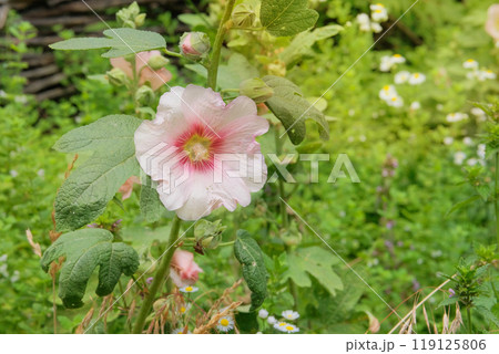 Hollyhocks in gardening. Mallow plant. Medicine wildflowers in meadow. Cottage garden. Hollyhocks in gardening. Mallow plant. Medicine wildflowers in meadow. Cottage garden. 119125806
