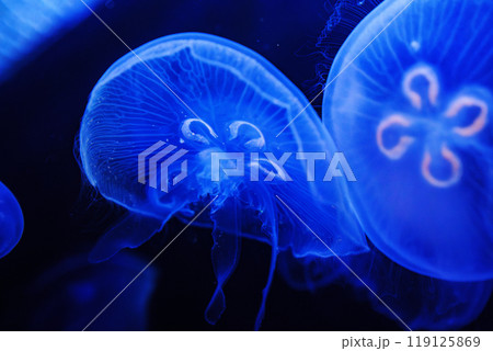 Eared aurelia, or eared jellyfish in the aquarium.  119125869