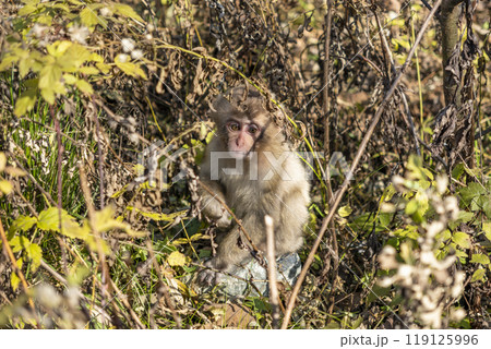 上高地 子供のニホンザル 長野県松本市安曇中部山岳国立公園 上高地 子供のニホンザル 長野県松本市安曇中部山岳国立公園 119125996