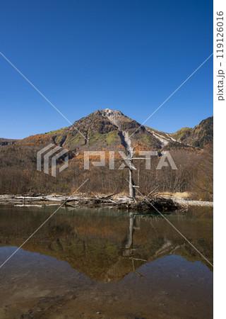上高地 紅葉した霞沢岳押出しから望む焼岳　長野県松本市安曇中部山岳国立公園 119126016