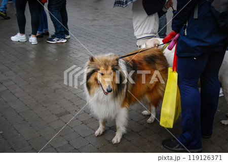 Long-haired dog in a crowd of people. Scottish Shepherd - Collie with beautiful coloring. 119126371