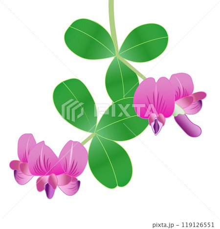 萩の花のイラスト 119126551